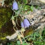 Campanula cochleariifolia花