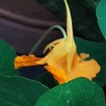 Tropaeolum minus Flower