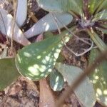 Jacobaea auricula Hoja