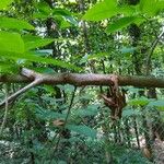 Oxydendrum arboreum кора