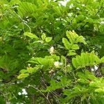 Bobgunnia fistuloides Hábito