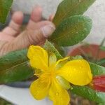 Hypericum acmosepalum Лист