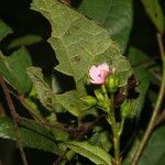 Pavonia schiedeana Flor