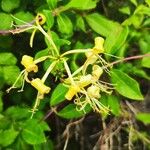 Lonicera periclymenumFlower