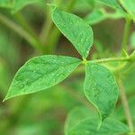 Cleome dodecandra Leaf