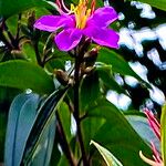 Melastoma malabathricum Flower