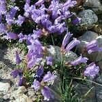 Penstemon davidsonii Habitatea