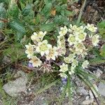 Anticlea elegans Blomma