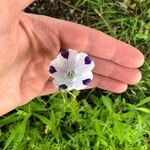 Nemophila maculata Flower