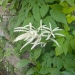 Aruncus dioicusFlor