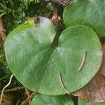 Asarum europaeum Lapas