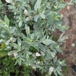 Salix lapponum Листок