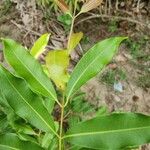Syzygium floribundum Hoja