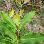 Syzygium floribundum List