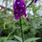 Stachytarpheta frantzii Flower