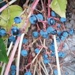 Parthenocissus tricuspidata Fruit