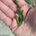 Salicornia europaeaLeaf