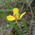 Trimezia martinicensis Flower