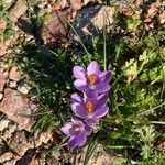 Crocus corsicus Flower