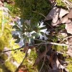 Obolaria virginica Fiore