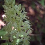 Loncomelos pyrenaicus Flor