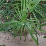 Cyperus alternifolius ഇല