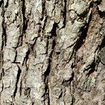 Acer × freemanii বাকল