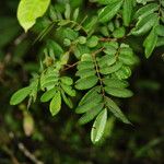 Machaerium cobanense Leaf