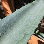 Agave salmiana Blatt