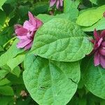 Calycanthus floridus 葉