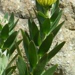 Leucadendron laureolum Fleur