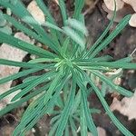 Euphorbia seguieriana 叶