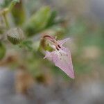 Teucrium botrys പുഷ്പം