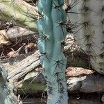 Cereus aethiops Leaf