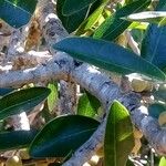 Ficus lutea बार्क (छाल)
