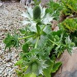 Eryngium giganteum Blüte
