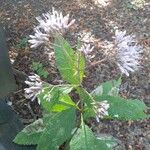 Eutrochium fistulosum Flower