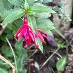 Fuchsia magellanicaÇiçek