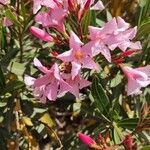 Nerium indicum x Nerium oleander Flower