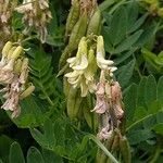 Astragalus frigidus ফুল