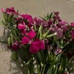 Dianthus barbatusFlor