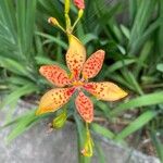 Iris domestica Flower