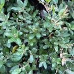 Quercus phillyreoides Folha
