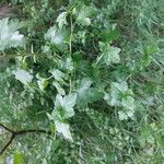 Ribes alpinum برگ