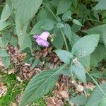 Strobilanthes attenuata Flower