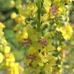 Verbascum speciosum Flor