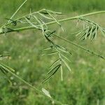 Astragalus austriacus Blatt
