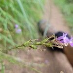 Lobelia urens Fruitua