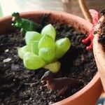 Haworthia cymbiformis Lapas