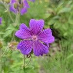 Geranium ibericumКвітка